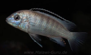 Labidochromis sp. 'nkali'