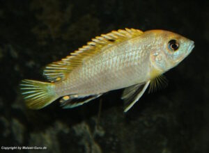 Labidochromis sp. 'perlmutt'