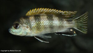 Labidochromis sp. 'perlmutt'