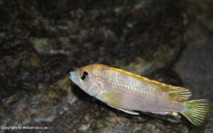 Labidochromis sp. 'perlmutt'