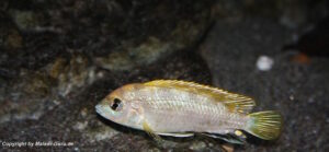 Labidochromis sp. 'perlmutt'
