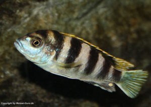 Labidochromis sp. 'perlmutt'