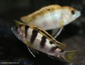 Labidochromis sp. 'perlmutt'