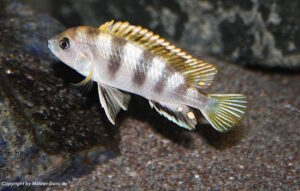 Labidochromis sp. 'perlmutt'