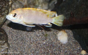 Labidochromis sp. 'perlmutt'