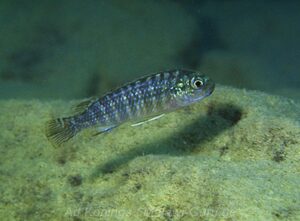 Labidochromis strigatus 