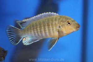 'Gome' Labidochromis vellicans