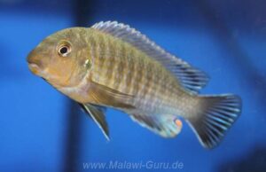 'Gome' Labidochromis vellicans