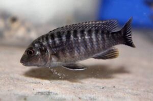 Labidochromis vellicans 'Gome'