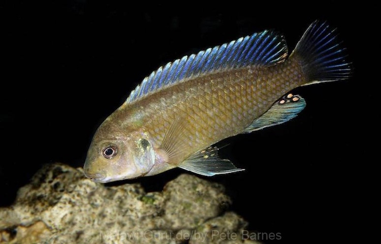 Labidochromis vellicans im Steckbrief Labidochromis vellicans