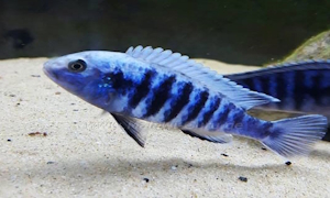 Labidochromis freibergi im Steckbrief Labidochromis freibergi im Steckbrief