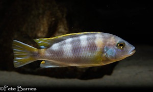 Metriaclima lanisticola