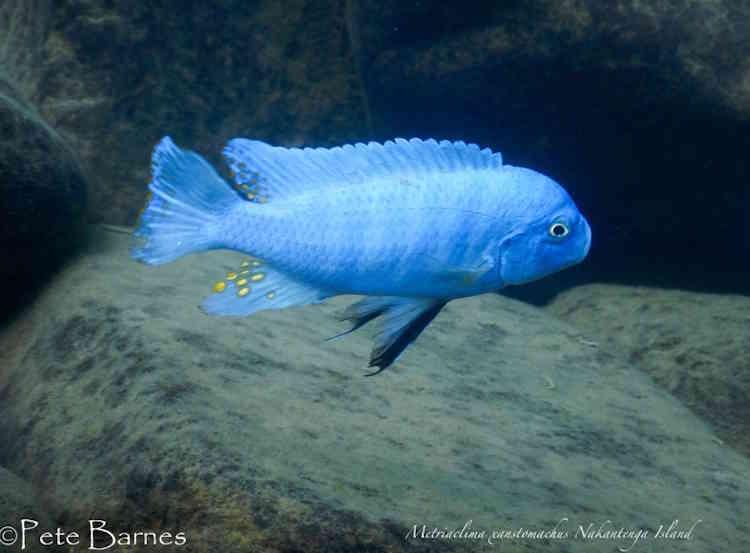 Metriaclima xanstomachus