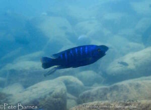 Metriaclima xanstomachus 'Nakantenga Island'