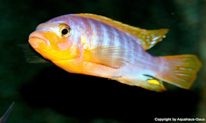 Metriaclima aurora im Steckbrief Metriaclima aurora