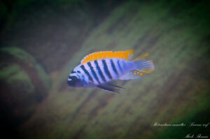 Metriaclima emmiltos 'Luwino Reef'