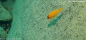 Metriaclima estherae 'Border'