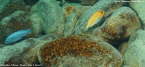 Metriaclima estherae 'Border'