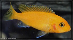 Metriaclima estherae 'Chiloelo'