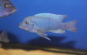 Metriaclima estherae 'Chiloelo'