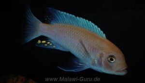 Metriaclima estherae 'Minos Reef'