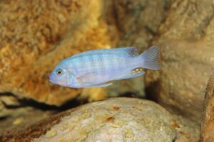 Metriaclima estherae 'Minos Reef'