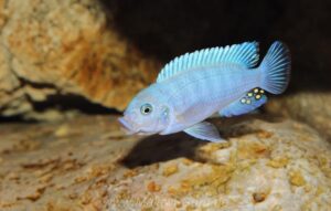 Metriaclima estherae Arten