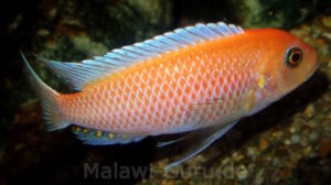 Metriaclima estherae