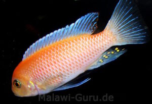 Metriaclima estherae