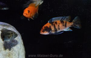 Metriaclima estherae