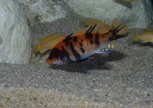 Metriaclima estherae