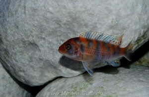 Metriaclima estherae