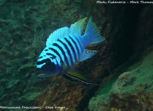 Metriaclima fainzilbergi Arten