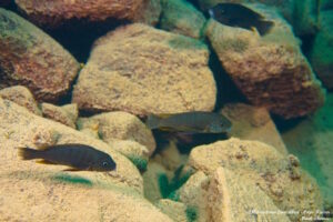 Metriaclima fainzilbergi 'Cape Kaiser'