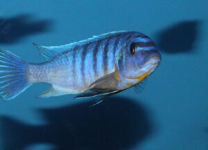 Metriaclima fainzilbergi 'Charo'