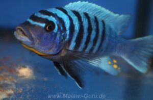 Metriaclima fainzilbergi 'Charo'