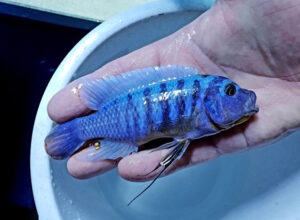 Metriaclima fainzilbergi 'Charo'