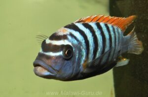 Metriaclima fainzilbergi 'Puulu'