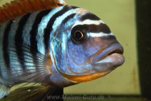 Metriaclima fainzilbergi 'Puulu'