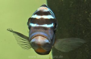 Metriaclima fainzilbergi 'Puulu'