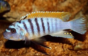 Metriaclima fainzilbergi 'Puulu'