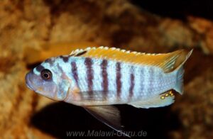 Metriaclima fainzilbergi 'Puulu'