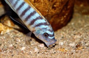 Metriaclima fainzilbergi 'Puulu'