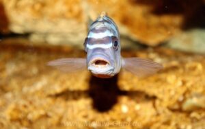 Metriaclima fainzilbergi 'Puulu'