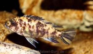 Metriaclima fainzilbergi 'Puulu'