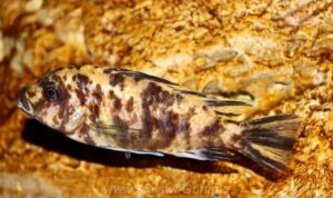 Metriaclima fainzilbergi 'Puulu'