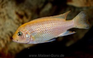 Metriaclima fainzilbergi 'Puulu'