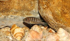 Metriaclima fainzilbergi 'Puulu'