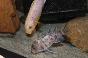 Metriaclima fainzilbergi 'Puulu'