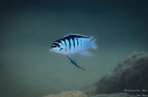 Metriaclima fainzilberi 'Mdowe'